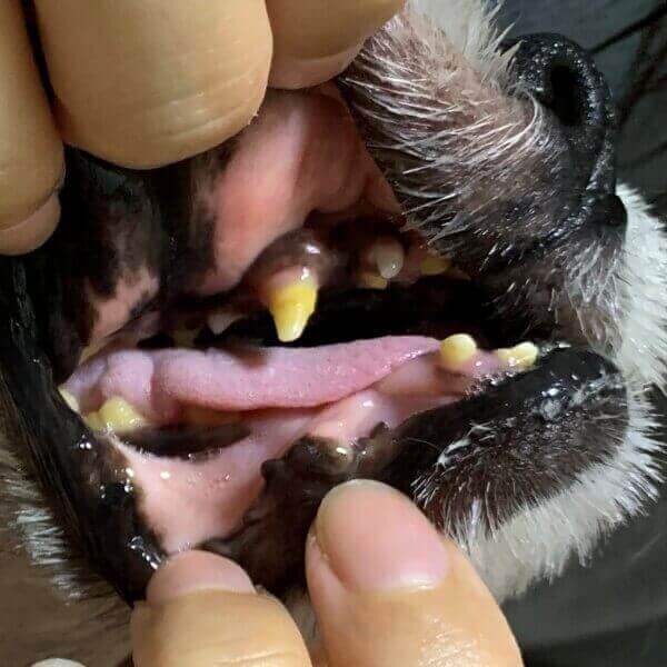 강아지 이빨