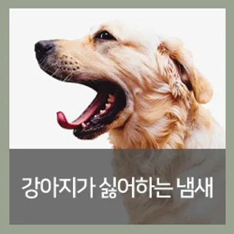 집안에서 간편하게 시도 가능한 강아지 냄새 제거 기술_31