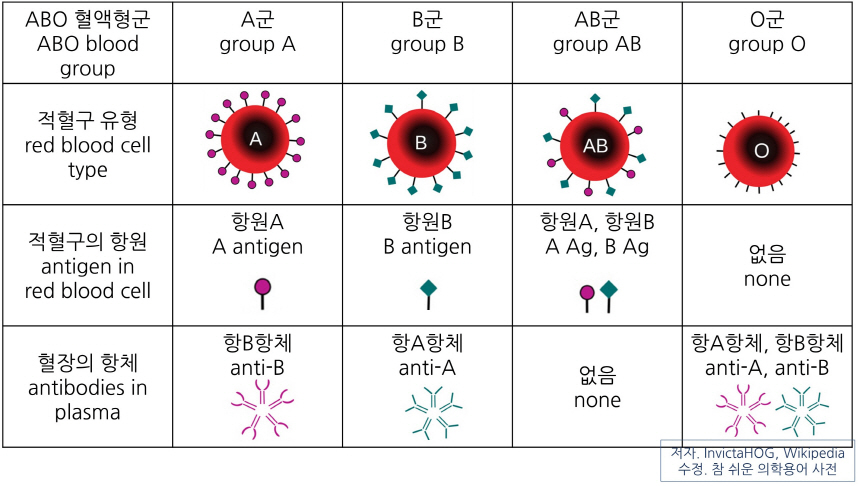 의학용어 ABO blood group 뜻 ABO 혈액형군