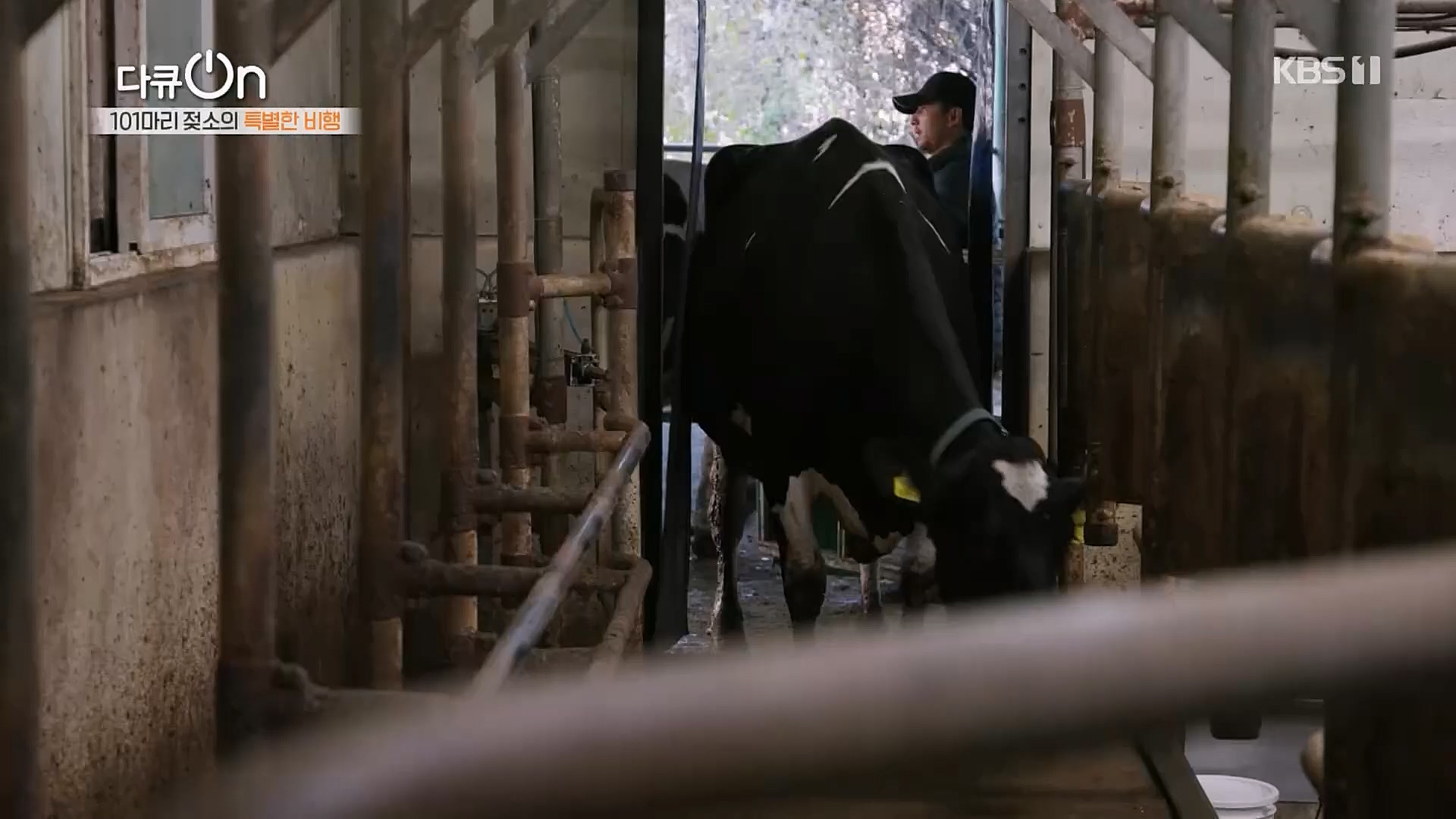 다큐 On.E184.230203p.H264-F1RST.mp4_20230211_175644.151.jpg