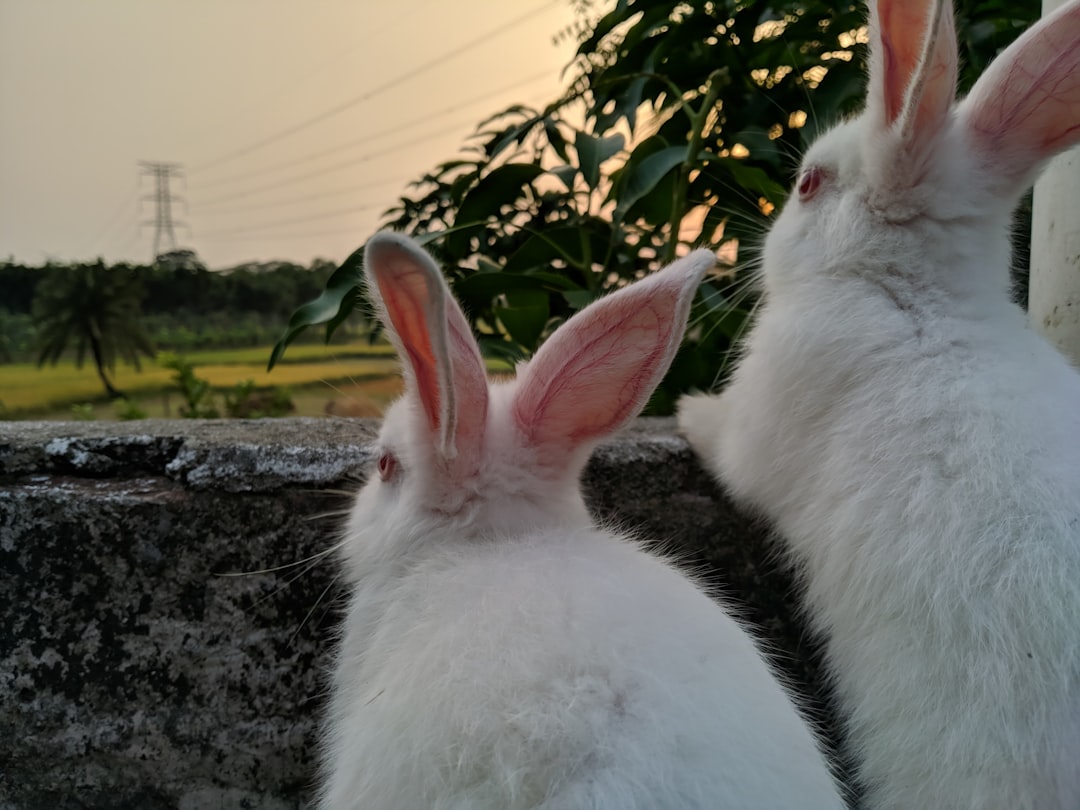 Rabbit