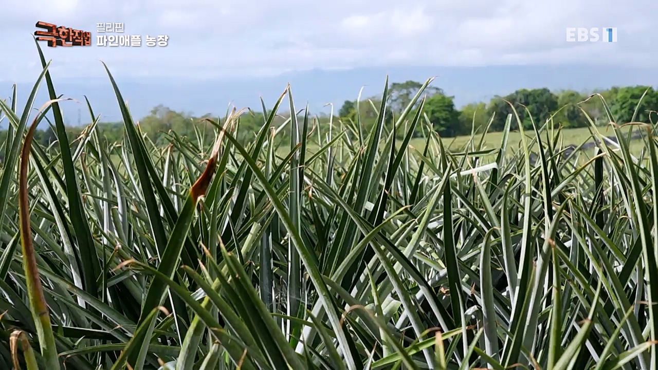 TV - 교육의 중심 EBS필리핀 바나나, 파인애플 농장.mp4_20230302_202904.851.jpg