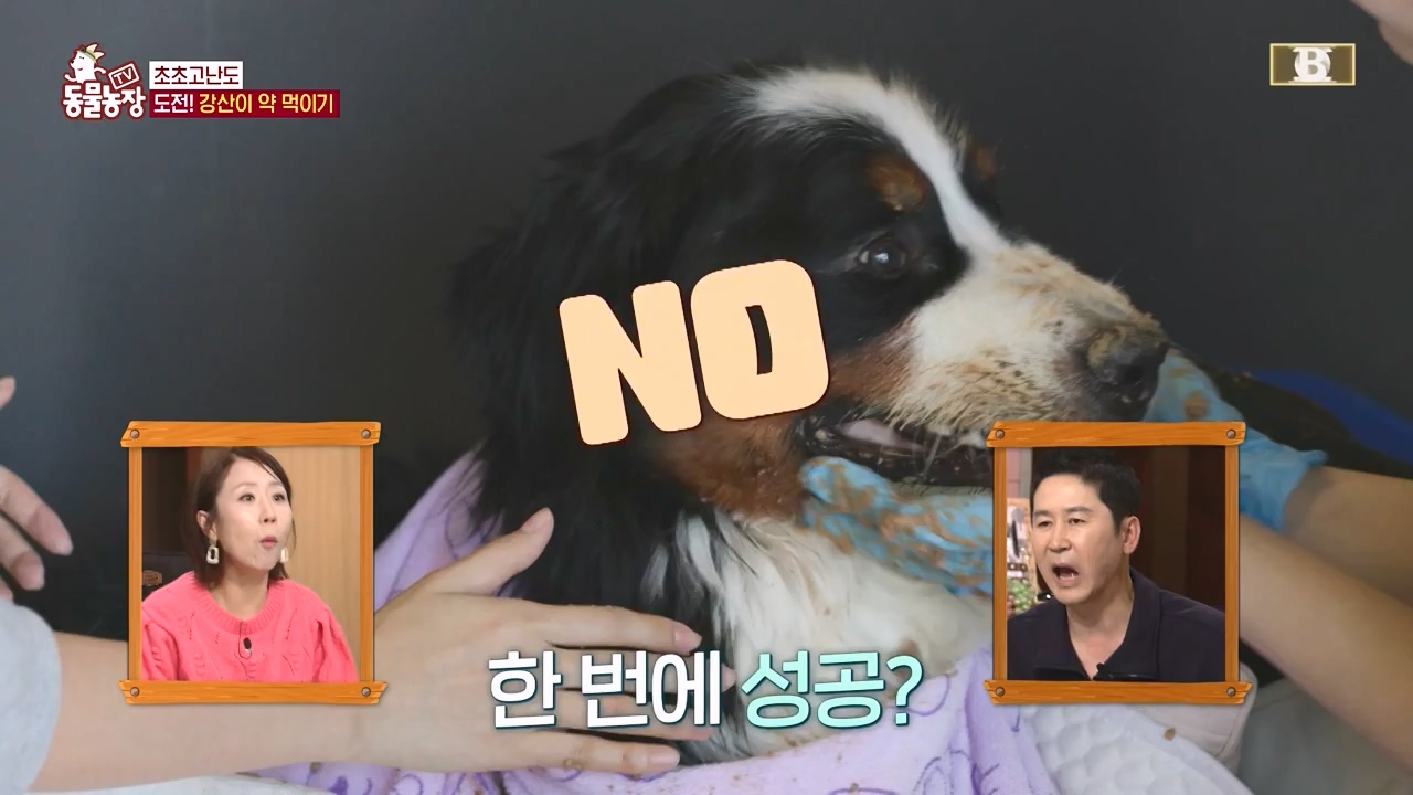 TV 동물농장.E1147.231127p-NEXT.mp4_20231126_170356.781.jpg
