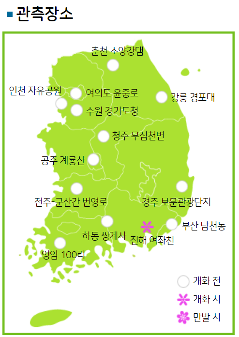  벚꽃 개화시기 절정 및 전국 벚꽃 축제 명소 7곳