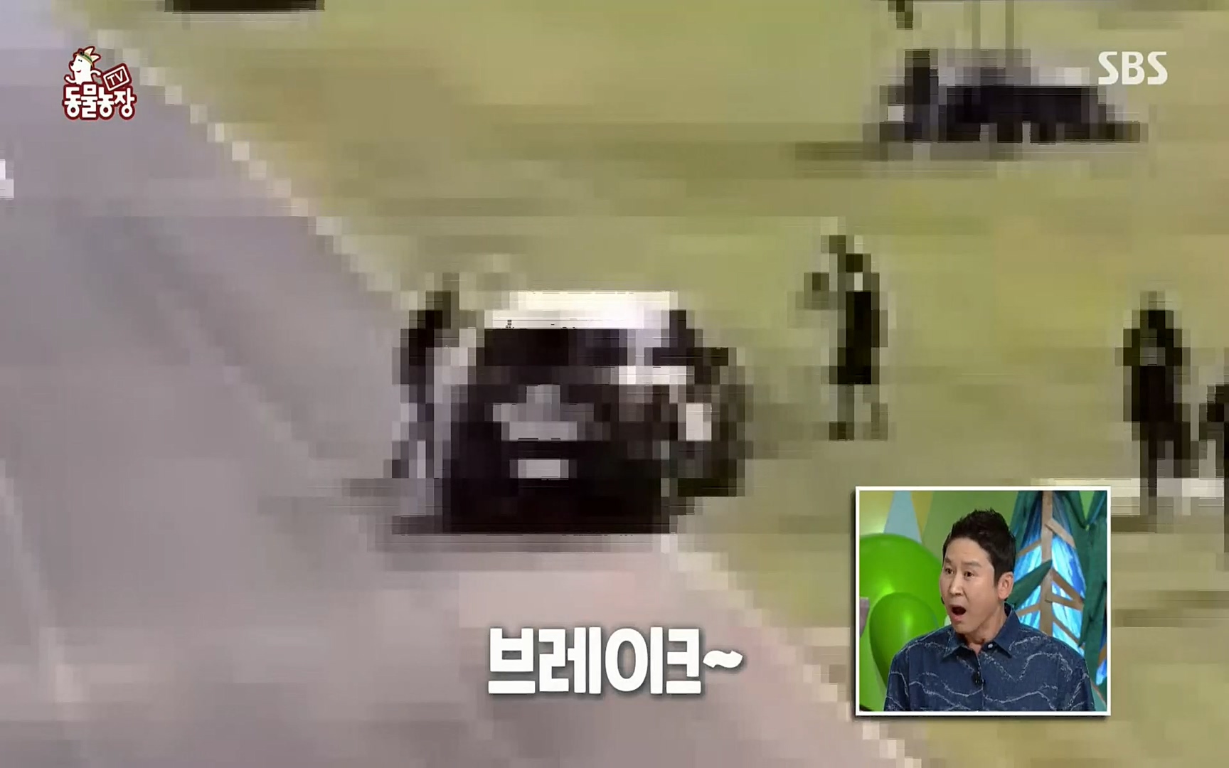 TV 동물농장.E1074.220619p.H264-F1RST.mp4_20220619_175837.594.jpg