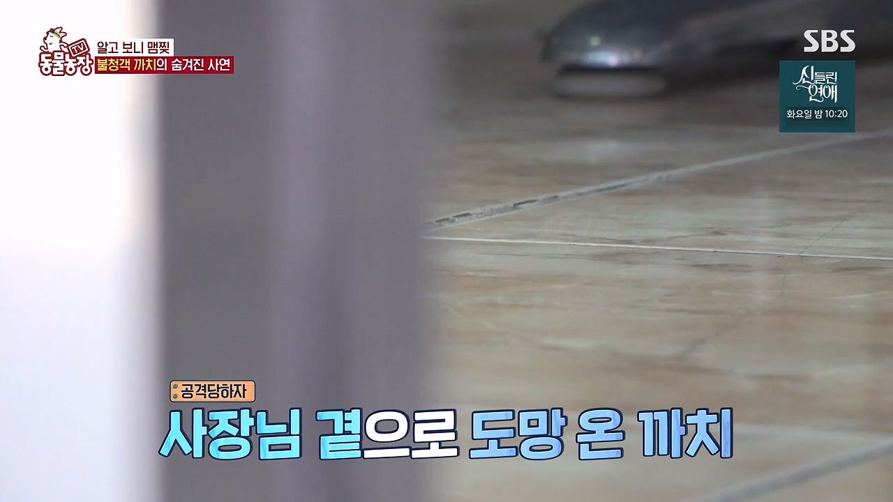 TV 동물농장.E1177.240624p-NEXT.mp4_20240623_163748.375.jpg