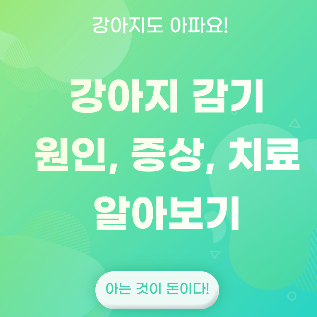 강아지 감기 원인 증상 치료 방법 알아보기