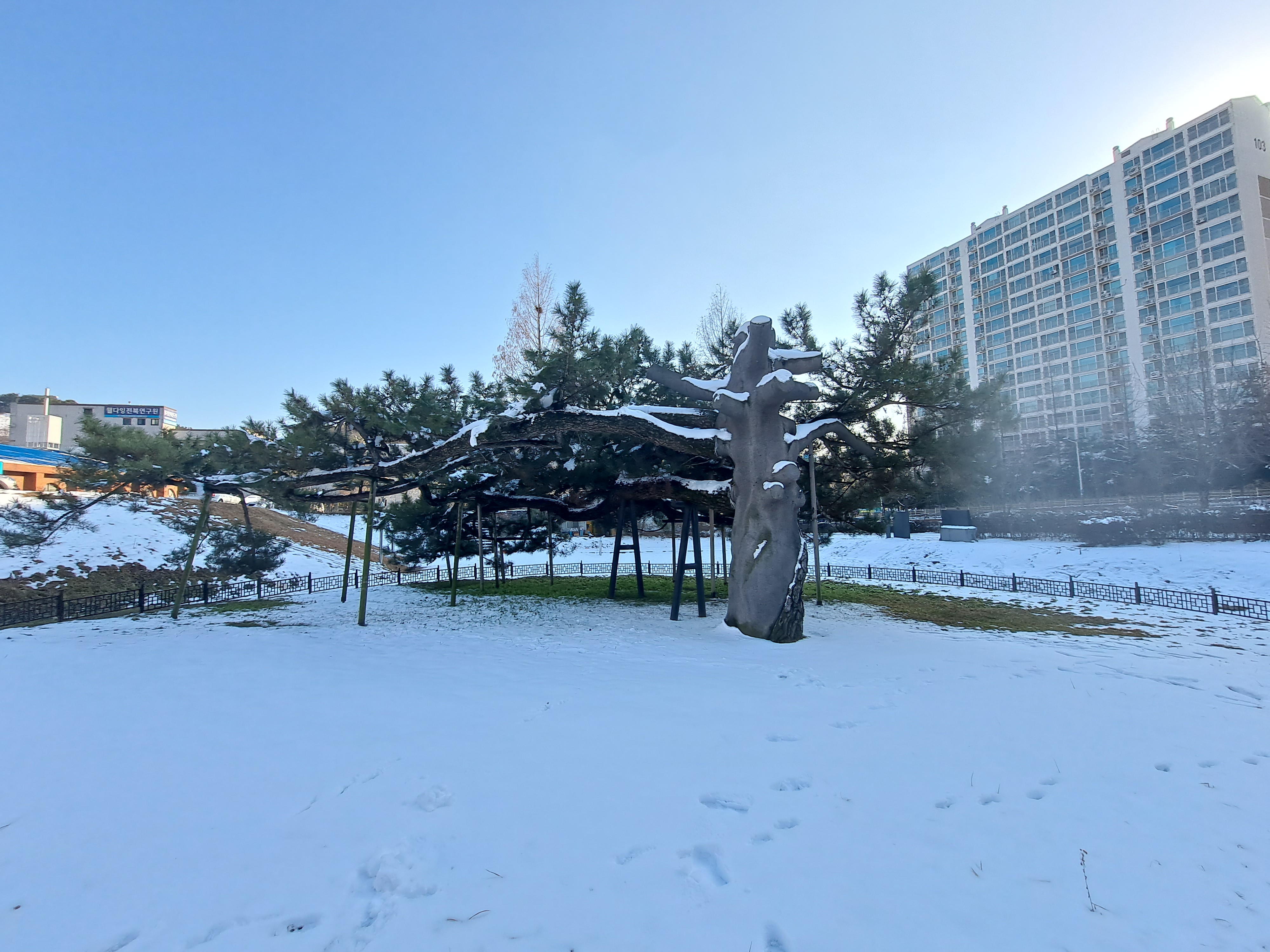 천연기념물 전주 삼천동 곰솔 겨울나기