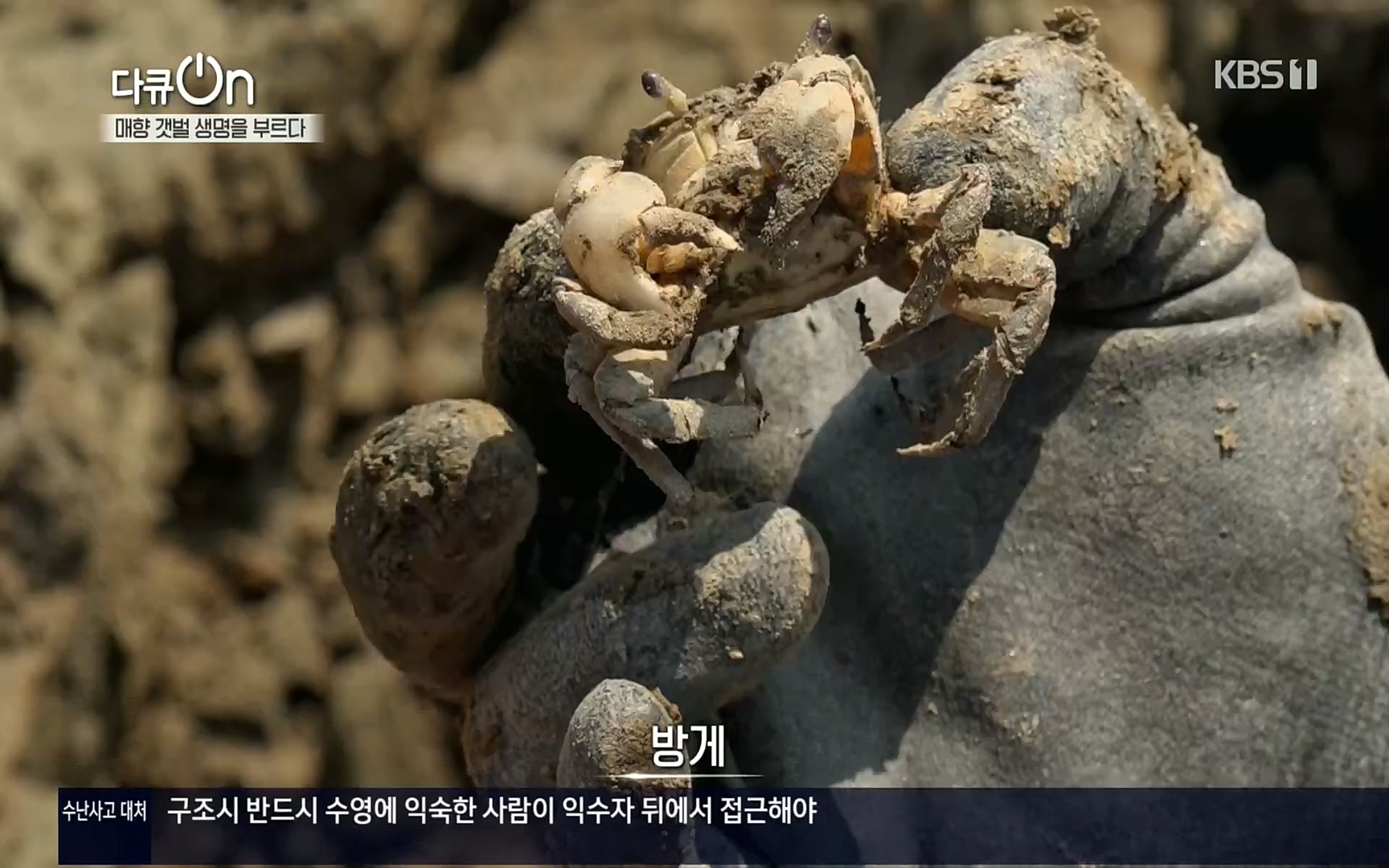 다큐 On.E151.220805p.H264-F1RST.mp4_20220806_193407.289.jpg