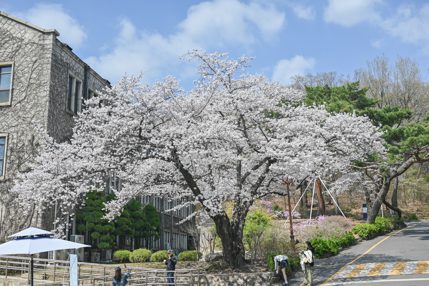 벚꽃 명소인 연세대