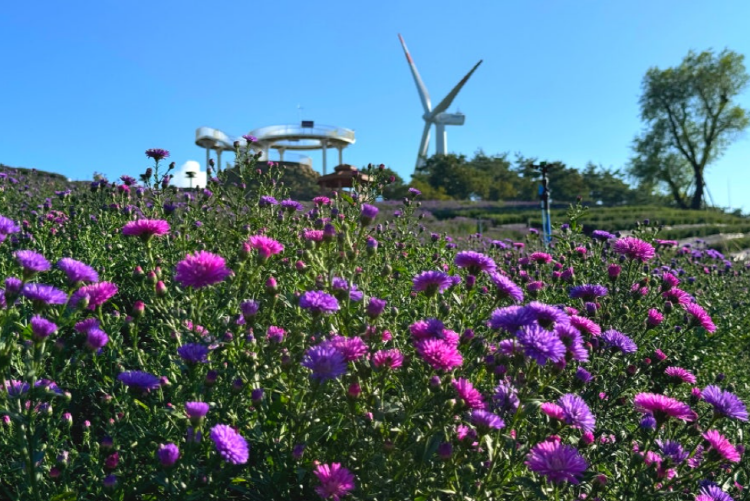 감악산 아스타국화축제