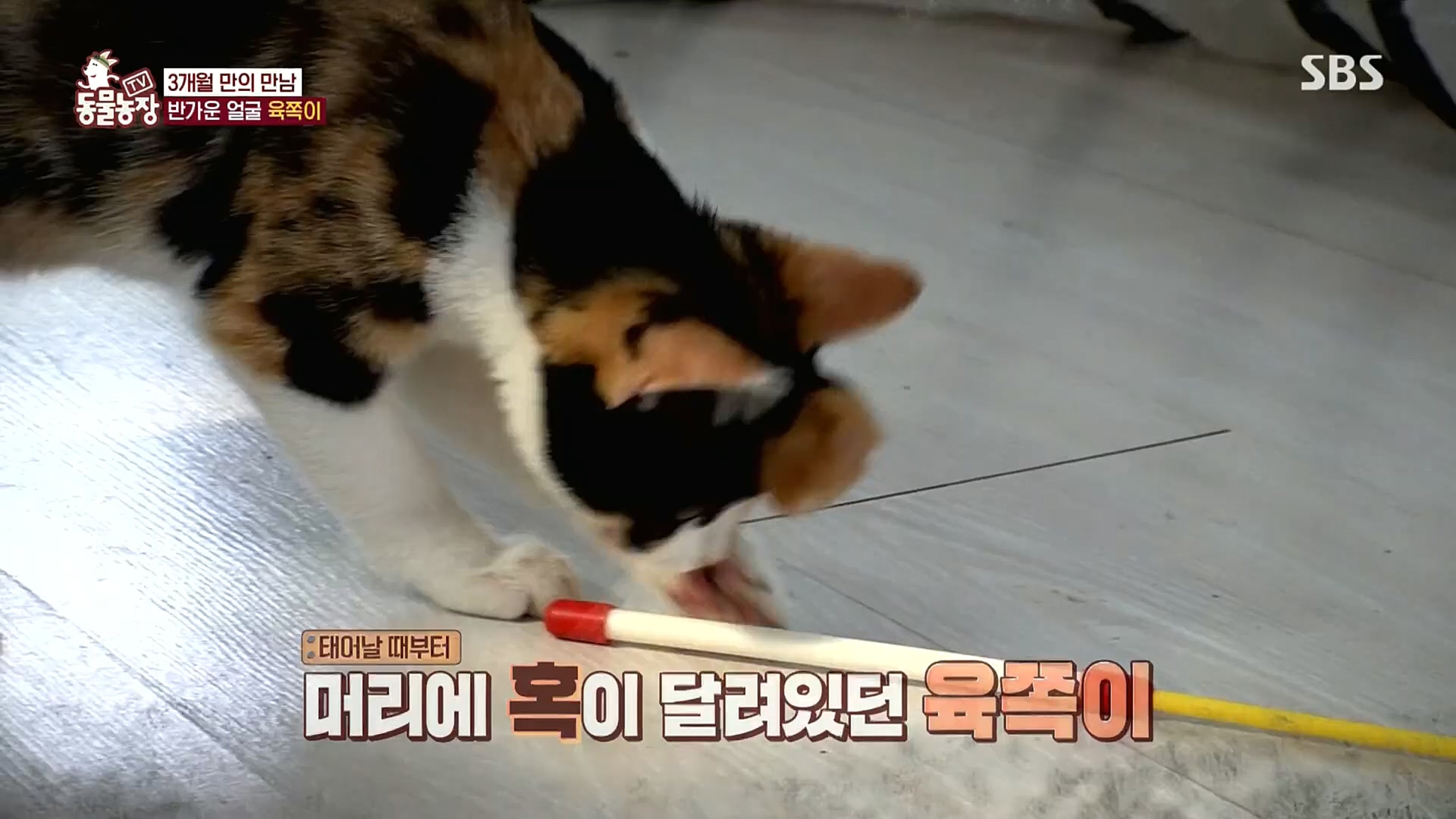 TV 동물농장.E1100.221218p.H264-F1RST.mp4_20221218_183451.304.jpg