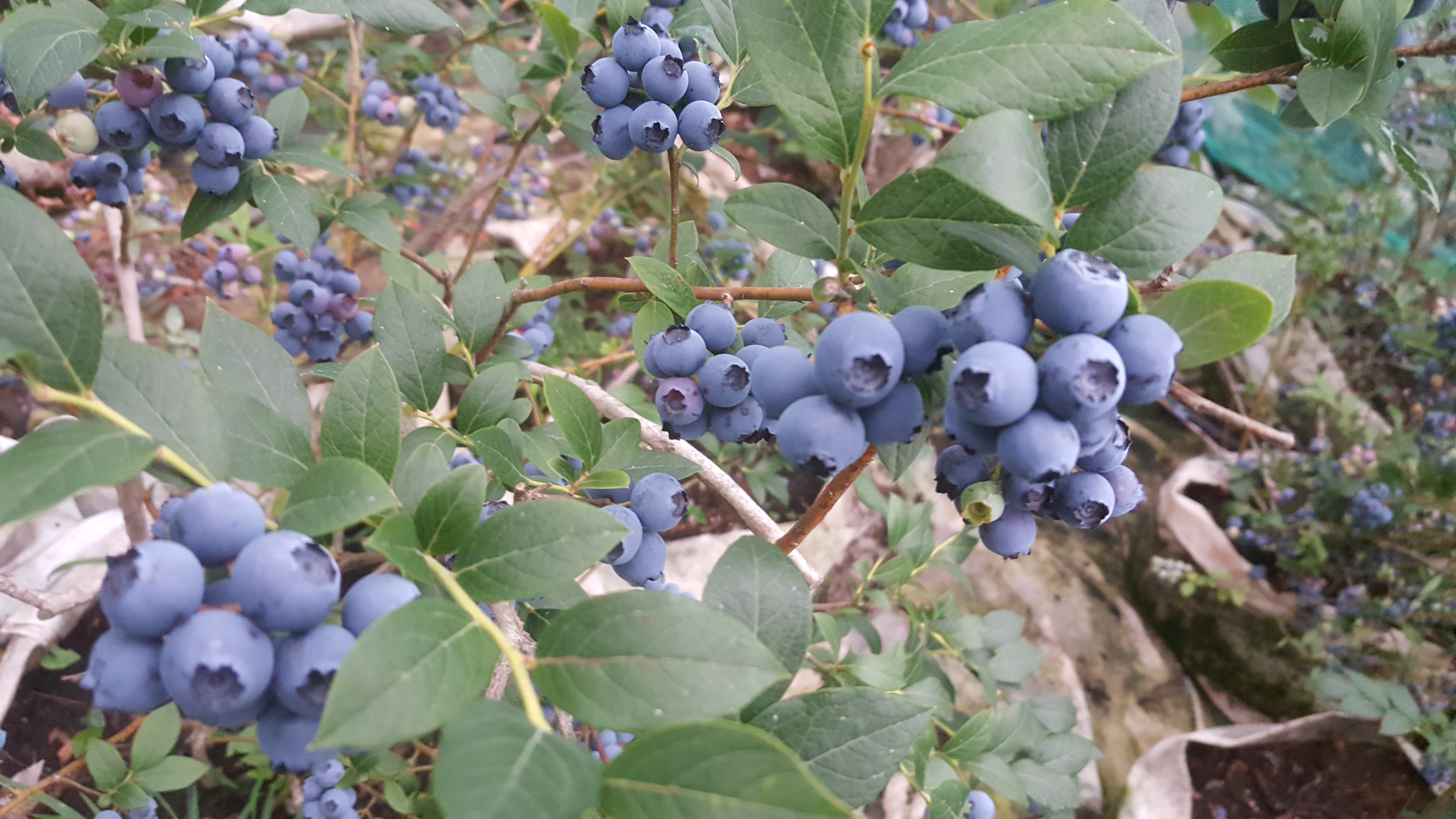 블루베리 키우기 - 맛있는 블루베리 열매 수확