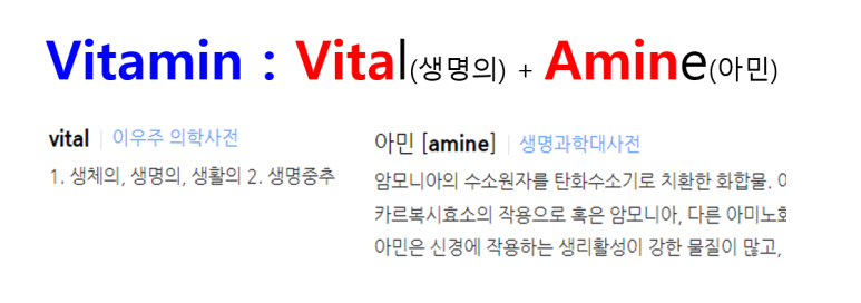 비타민의 어원