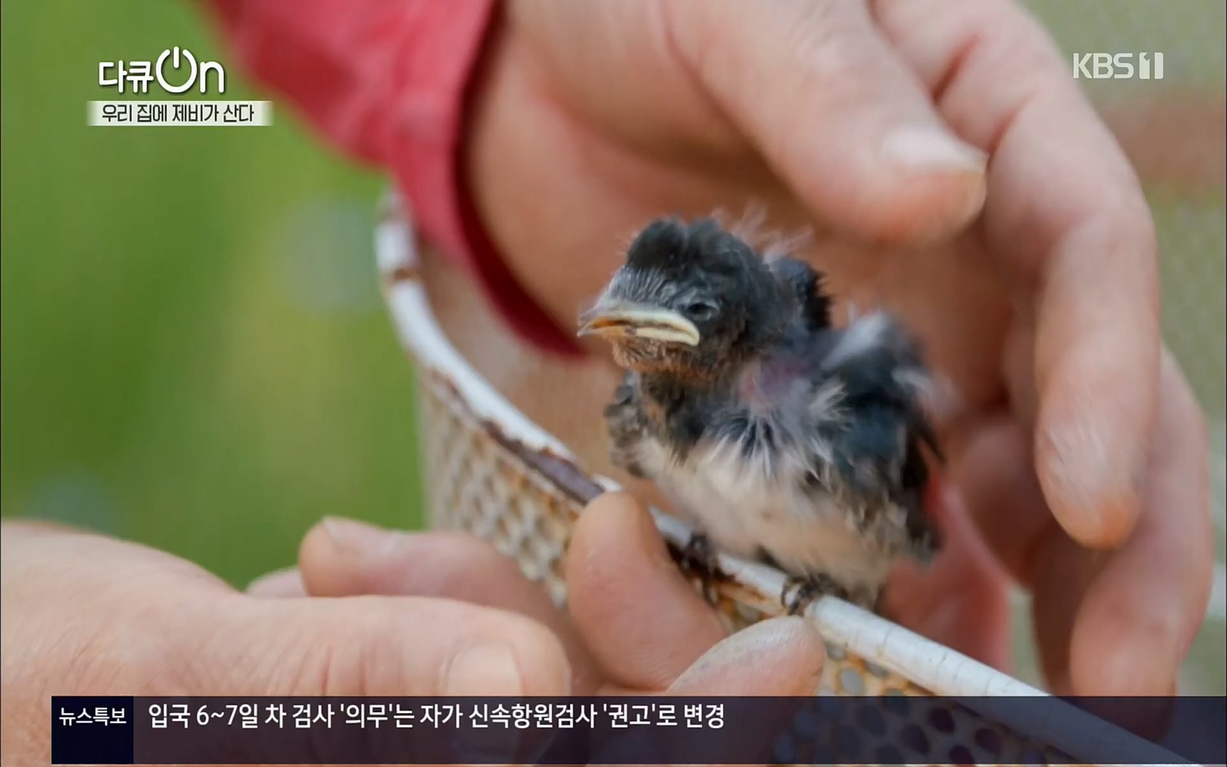 다큐 On.E143.220610p.H264-F1RST.mp4_20220613_202641.479.jpg