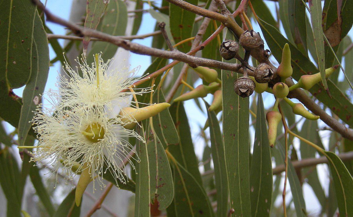  면역체계를 강화하는 유칼립투스(Eucalyptus) 에센셜 오일