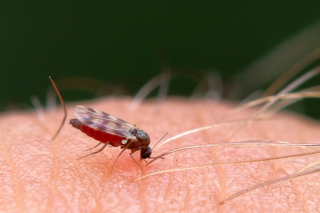 말라리아 모기 모습(3)