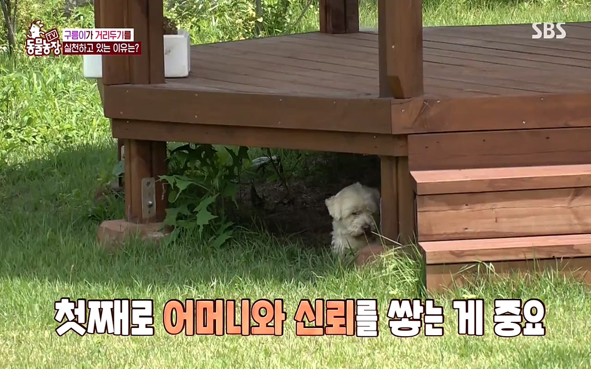 TV 동물농장.E1080.220732p-NEXT.mp4_20220731_174248.368.jpg