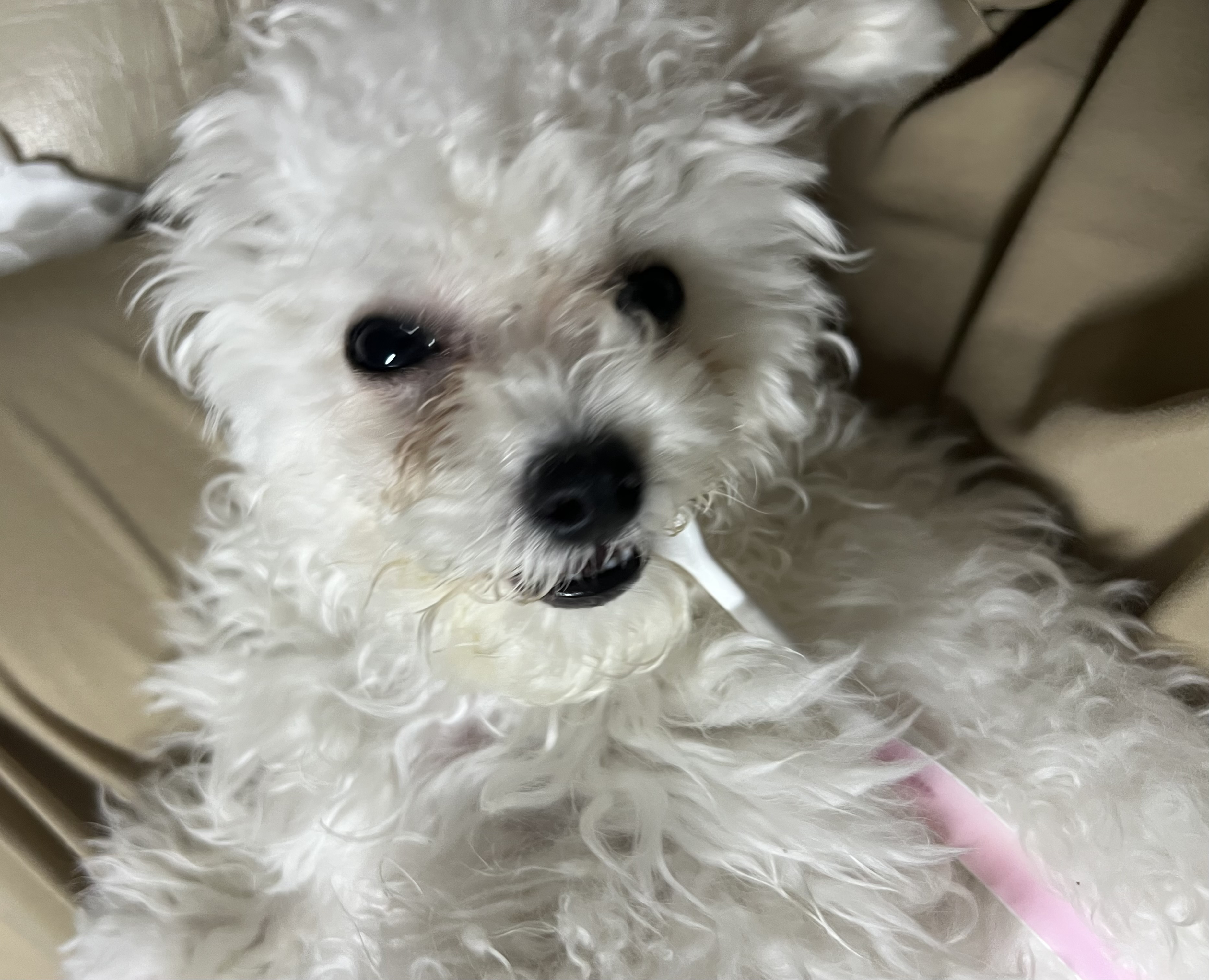 강아지 양치질