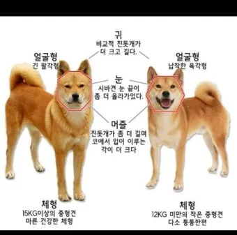 시바견 분양 가격 성격 몸무게 장단점 털빠짐_2