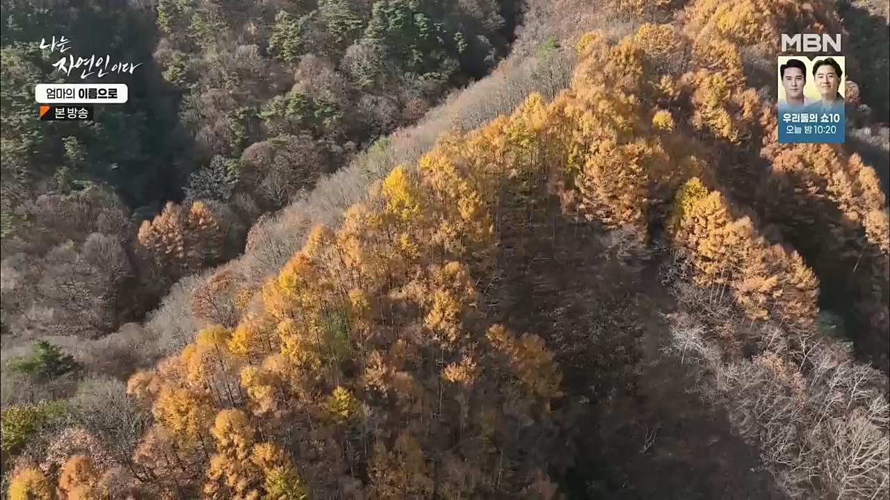 나는 자연인이다.E531.221208p.H264-F1RST.mp4_20221208_204226.183.jpg