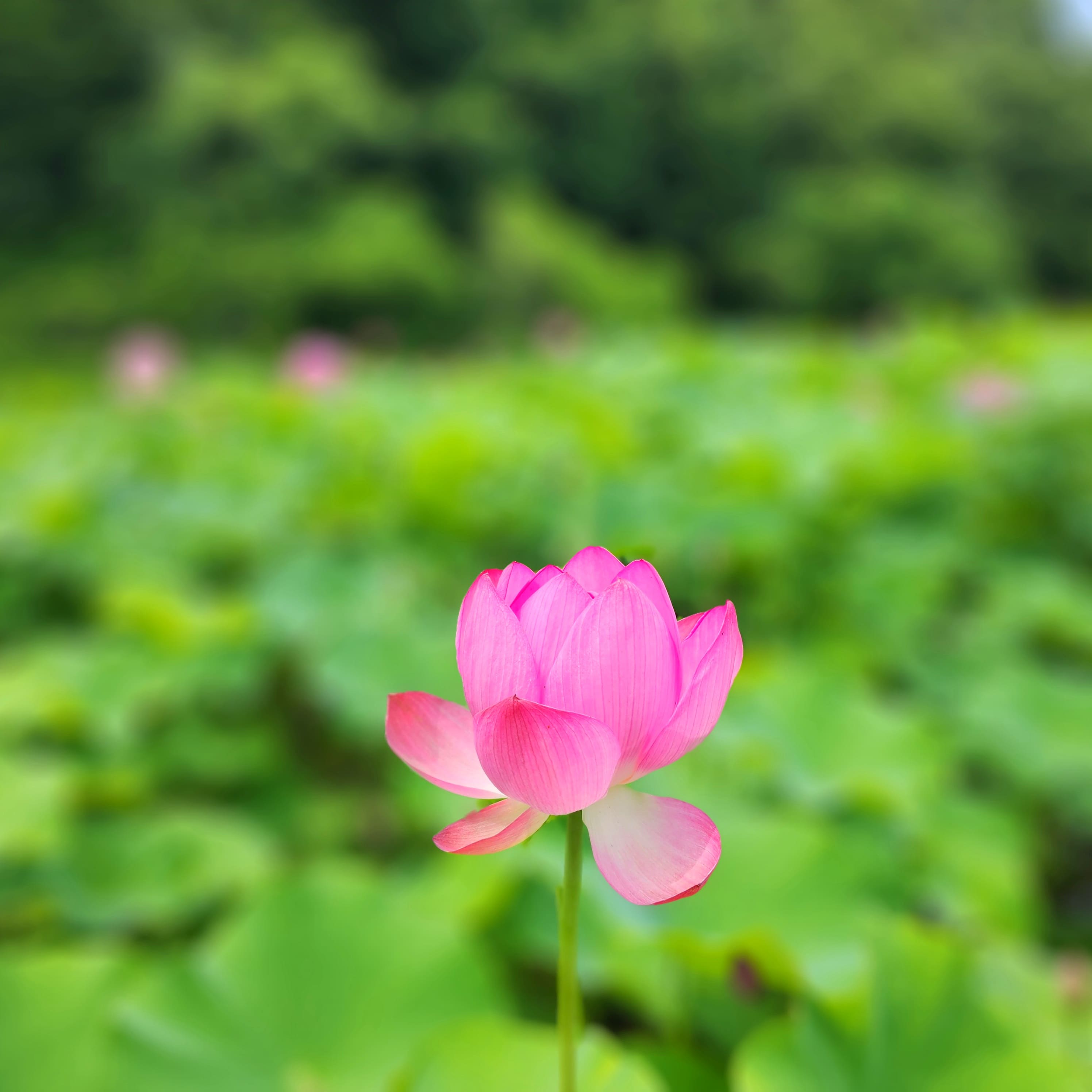 부처님의 모습을 지닌 연꽃