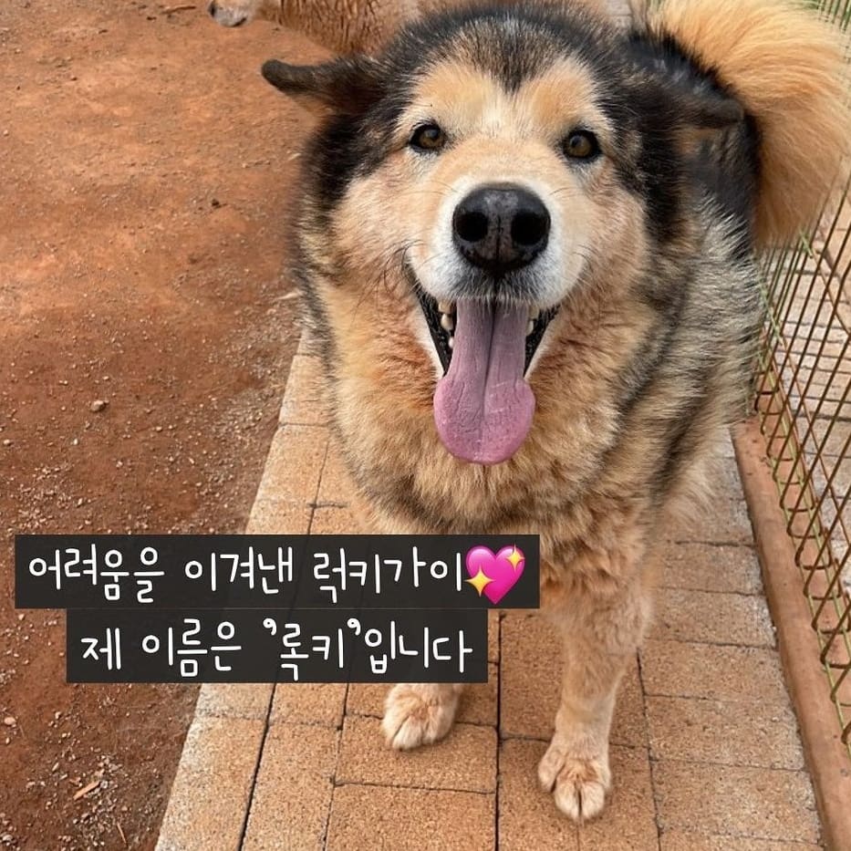 순둥이 록키의 가족찾기 대형견 유기견입양 말라뮤트 9