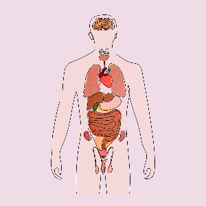 신체-내-독소