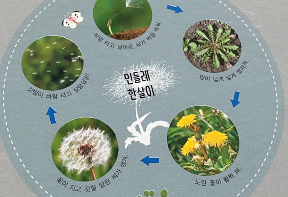 민들레 한살이