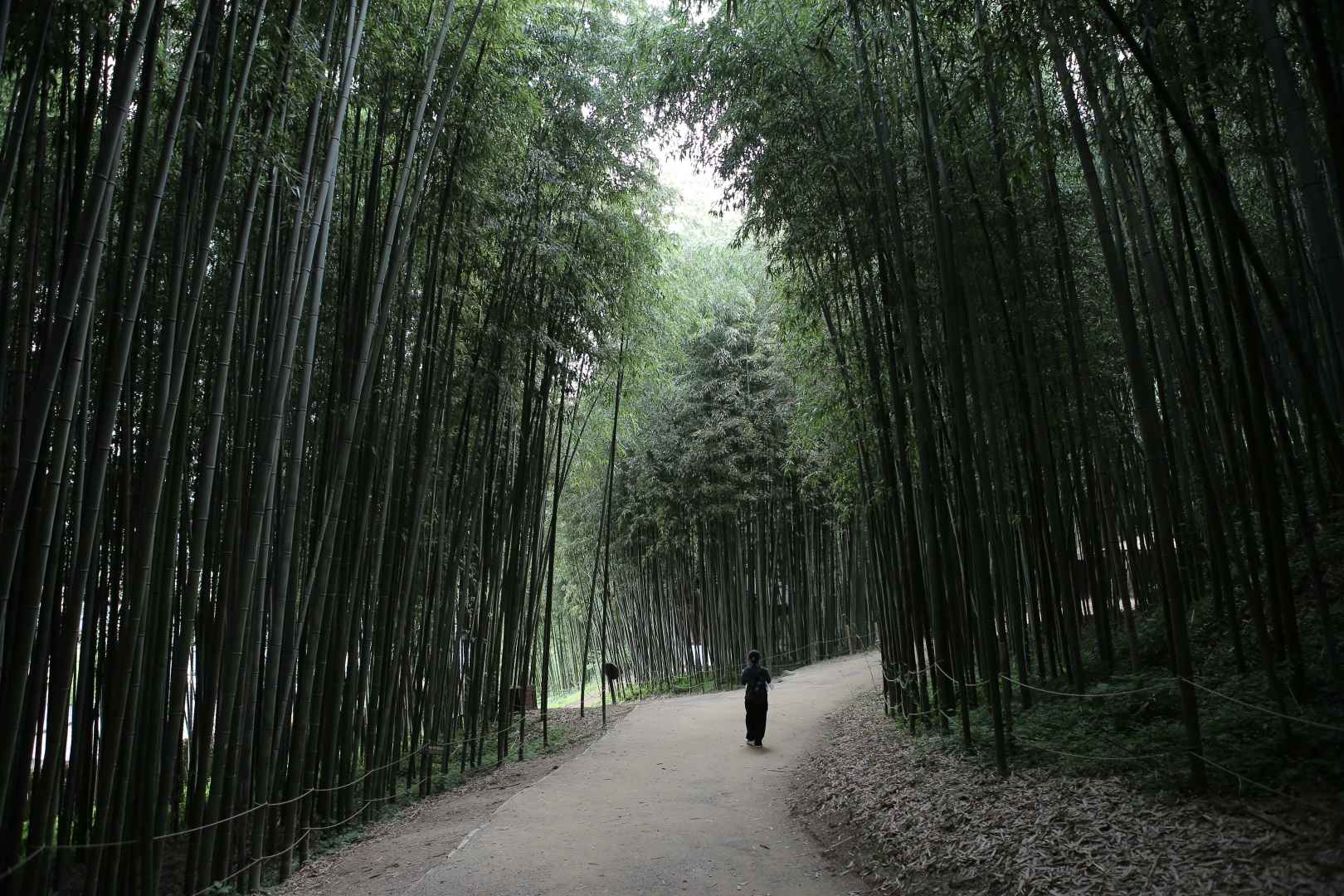 담양 죽녹원