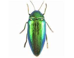 [곤충] 비단벌레 Sternocera aequisignata