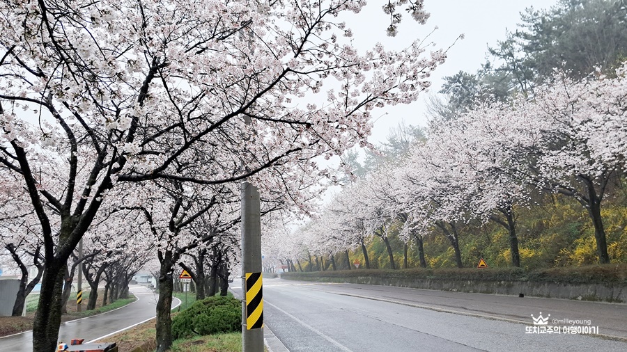 두개의 도로를 따라 하얀 벚꽃나무가 만개했다