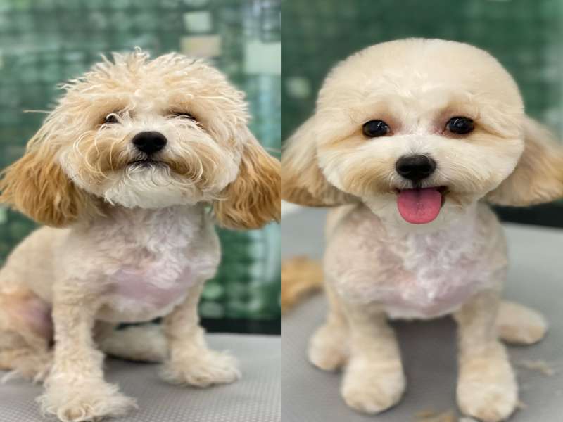 1호선 회룡역 애견미용 잘하는 곳 BEST4 | 무료 상담 | 후기 확인 | 예약하기 | 혜택 받기 | 인기 샵 총정리 - 4. 어반도그 소개 - 4.2 후기의 힘 4.2 후기의 힘