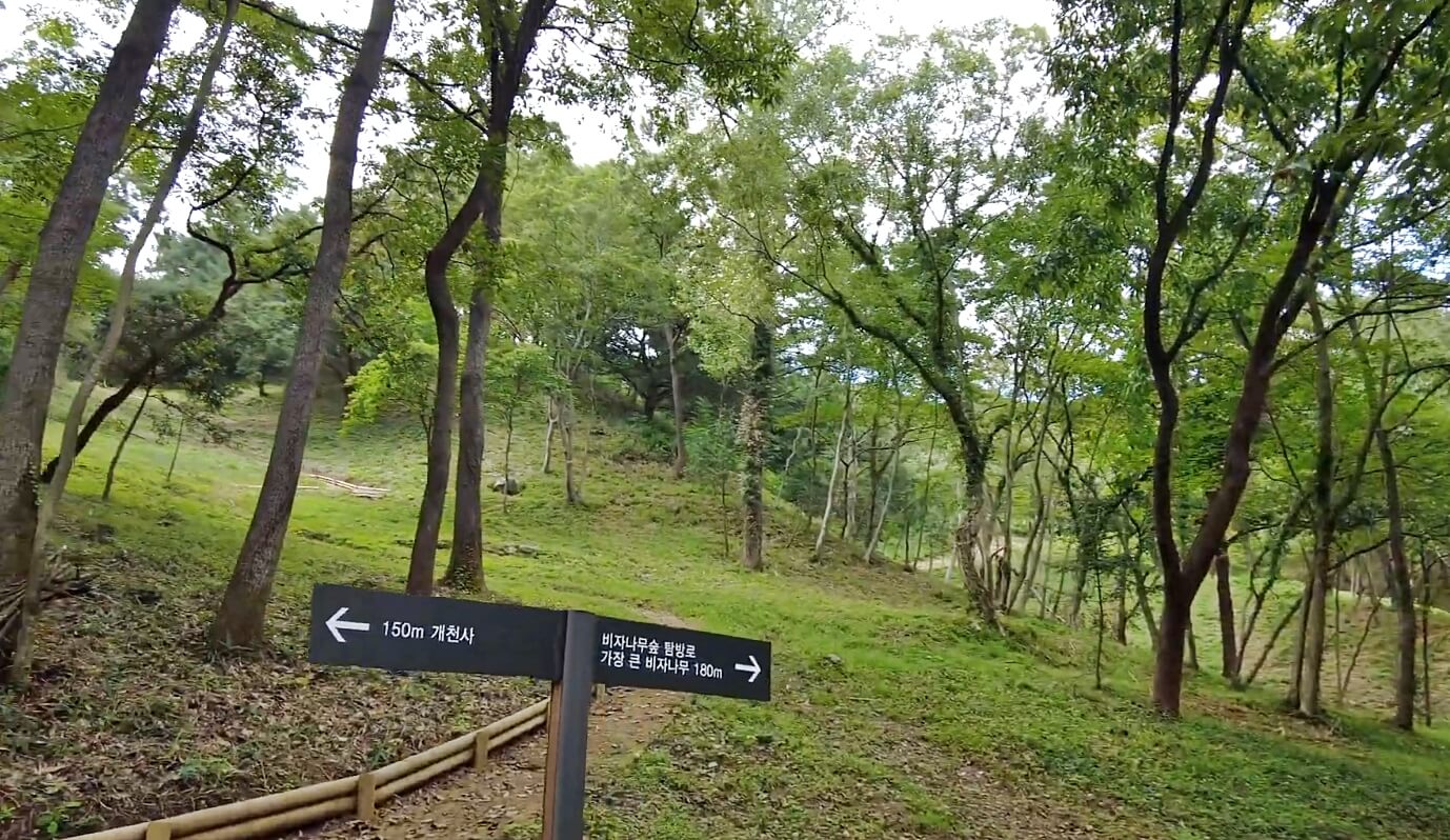 개천사-비자나무숲