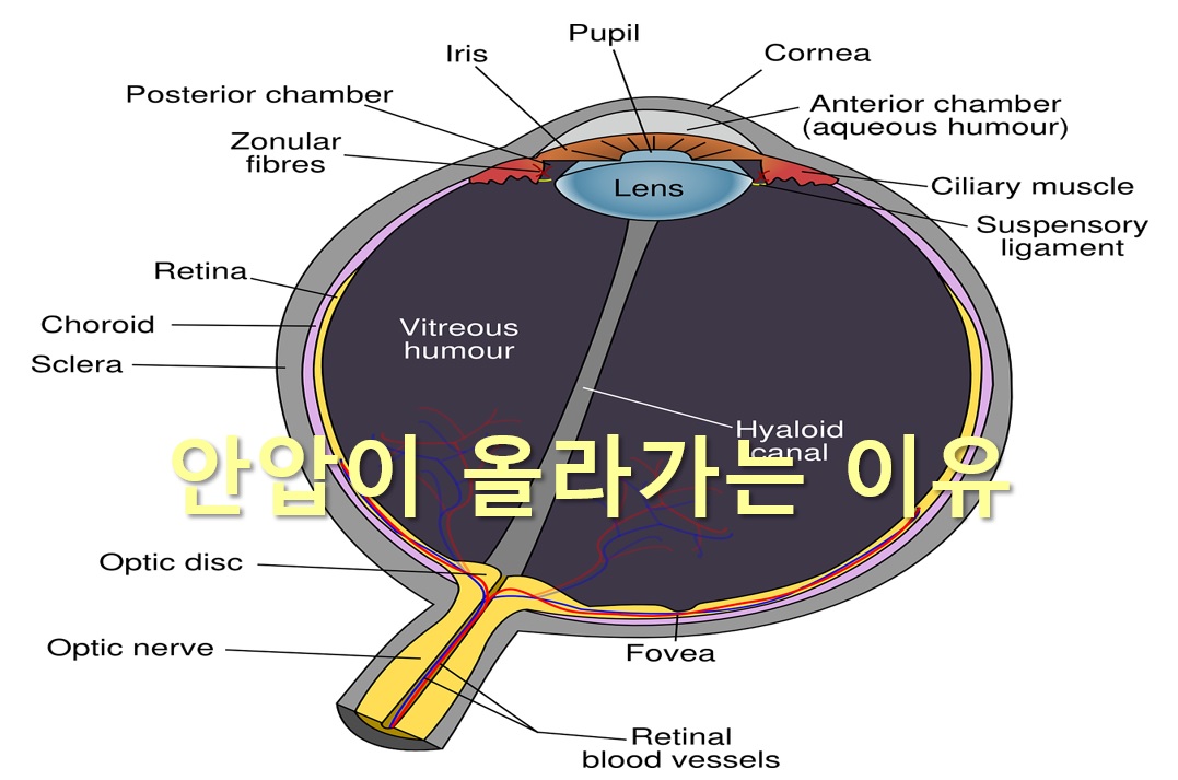  안압이 올라가는 이유와 안압이 높을 때 응급 처치 방법