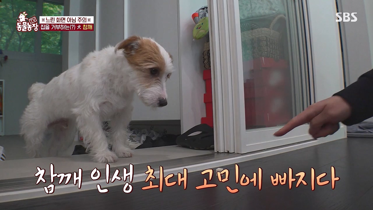 TV 동물농장.E1177.240624p-NEXT.mp4_20240623_163755.438.jpg