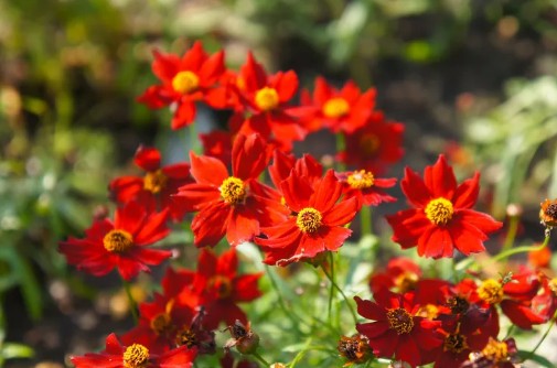 정원꾸미기 아름다운 빨간 꽃 - 코레옵시스