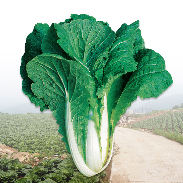 얼갈이 배추 파종시기 재배법 7