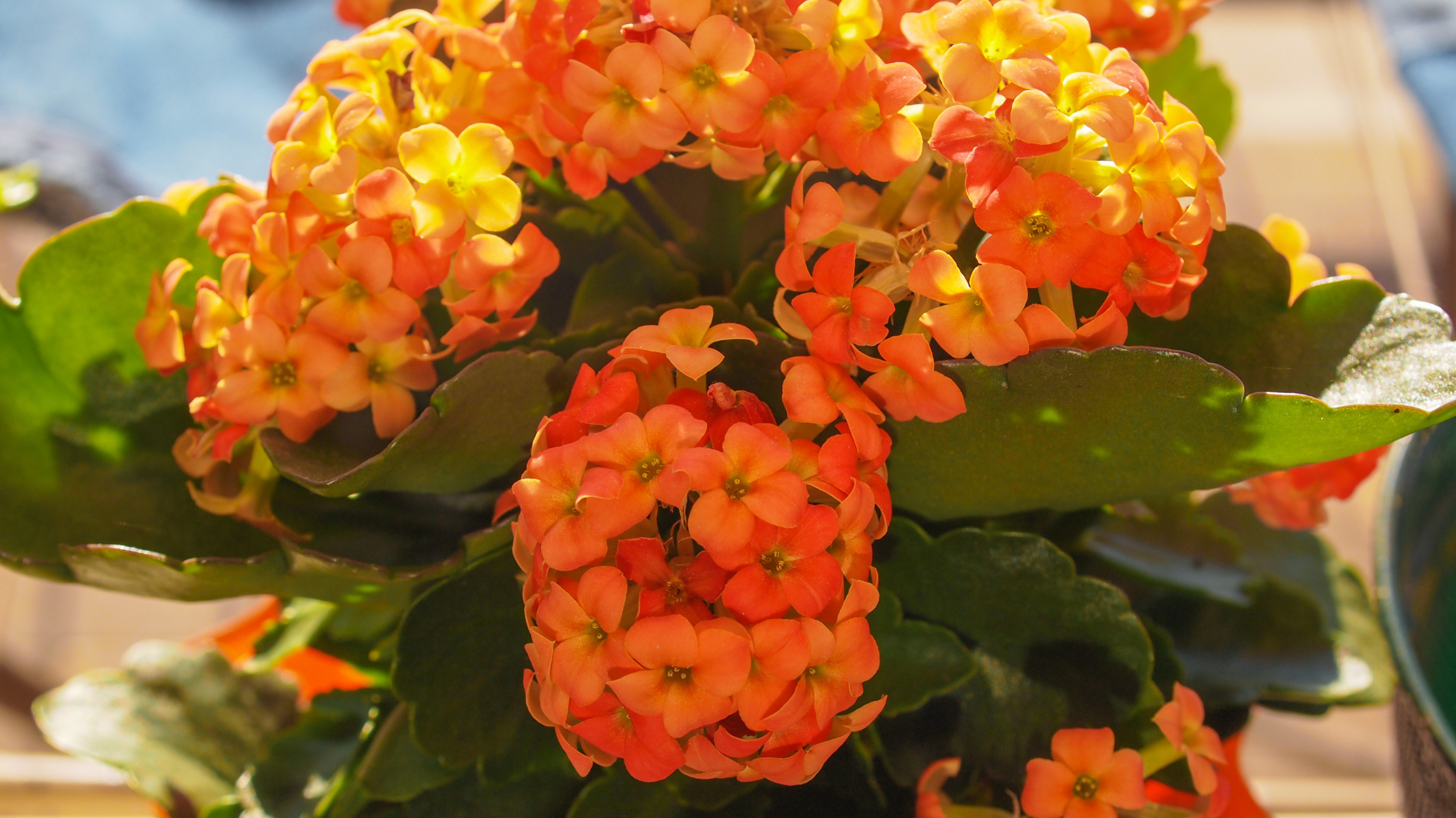 Pendent Flowered Kalanchoe