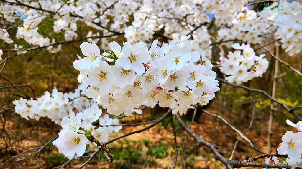 국립현충원-벚꽃개화현황
