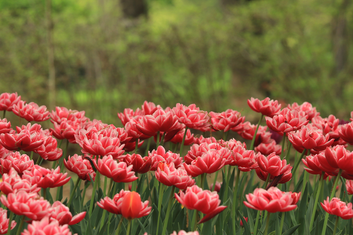 주말 서울숲 튤립 개화 현황… 17