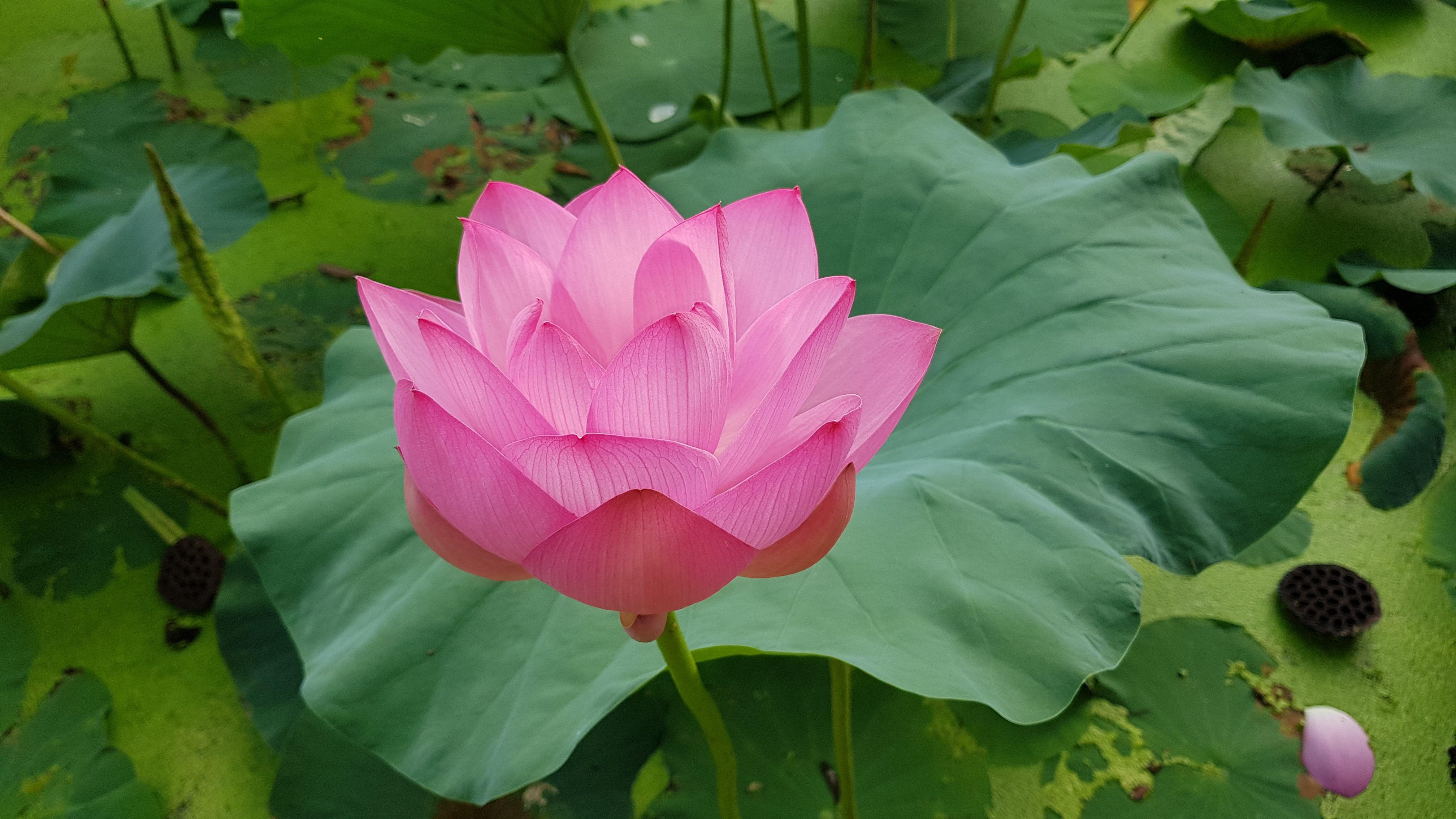 전주 덕진공원 연꽃 사진