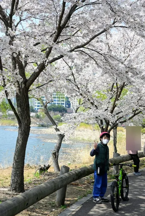 광교호수공원 벚꽃 사진 8