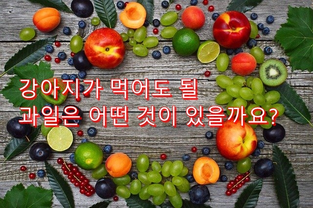  강아지는 멜론을 먹어도 괜찮을까요? 먹는 방법이나 주의점이란?