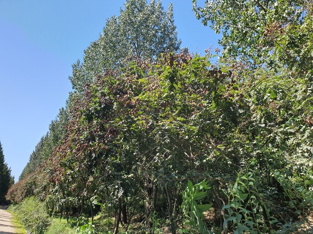 모감주나무숲