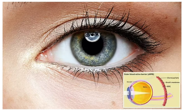  줄기세포 3D 프린팅 사용 눈 조직 만들어 Scientists produce eye tissue using 3D printing and stem cells