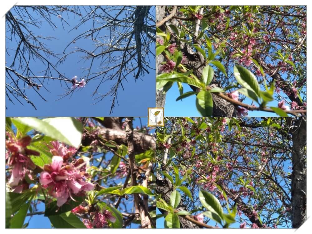 최무룡의 외나무 다리-캘리포니아 복사꽃들