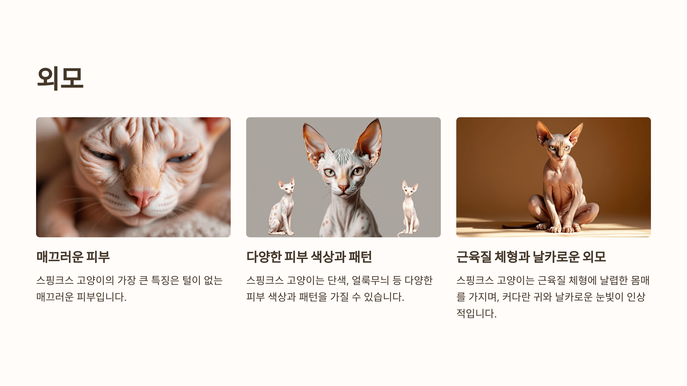 스핑크스 고양이 사진입니다.