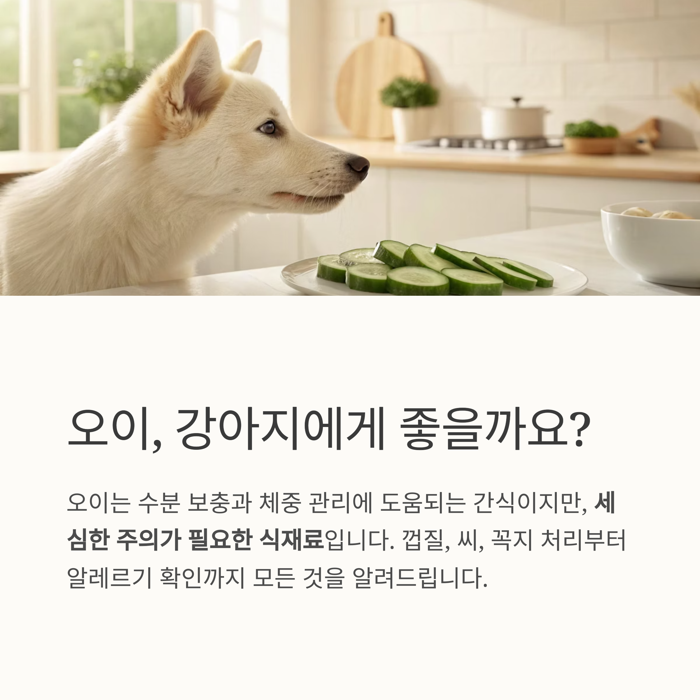 오이, 강아지에게 좋을까요?