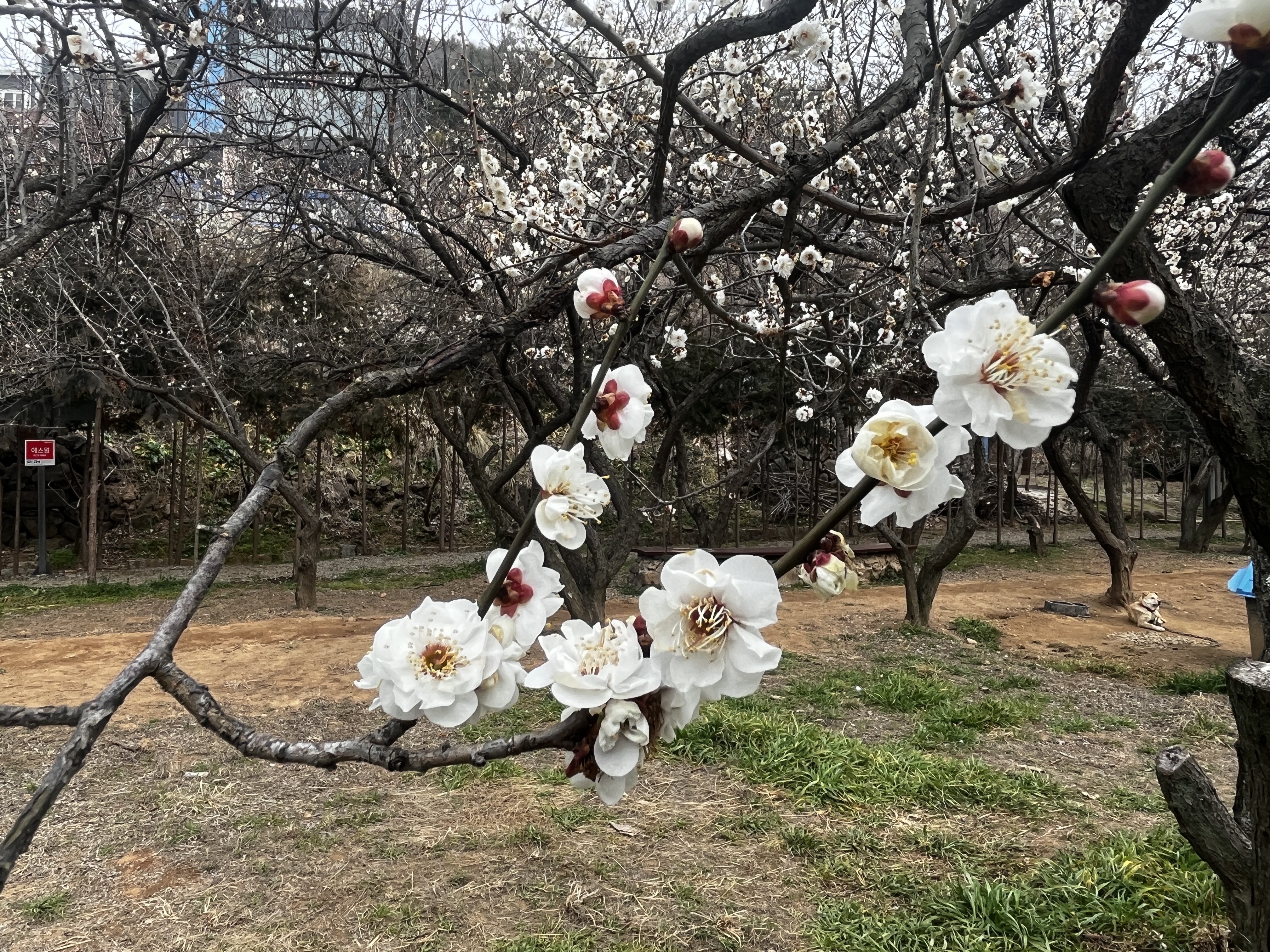 매화축제